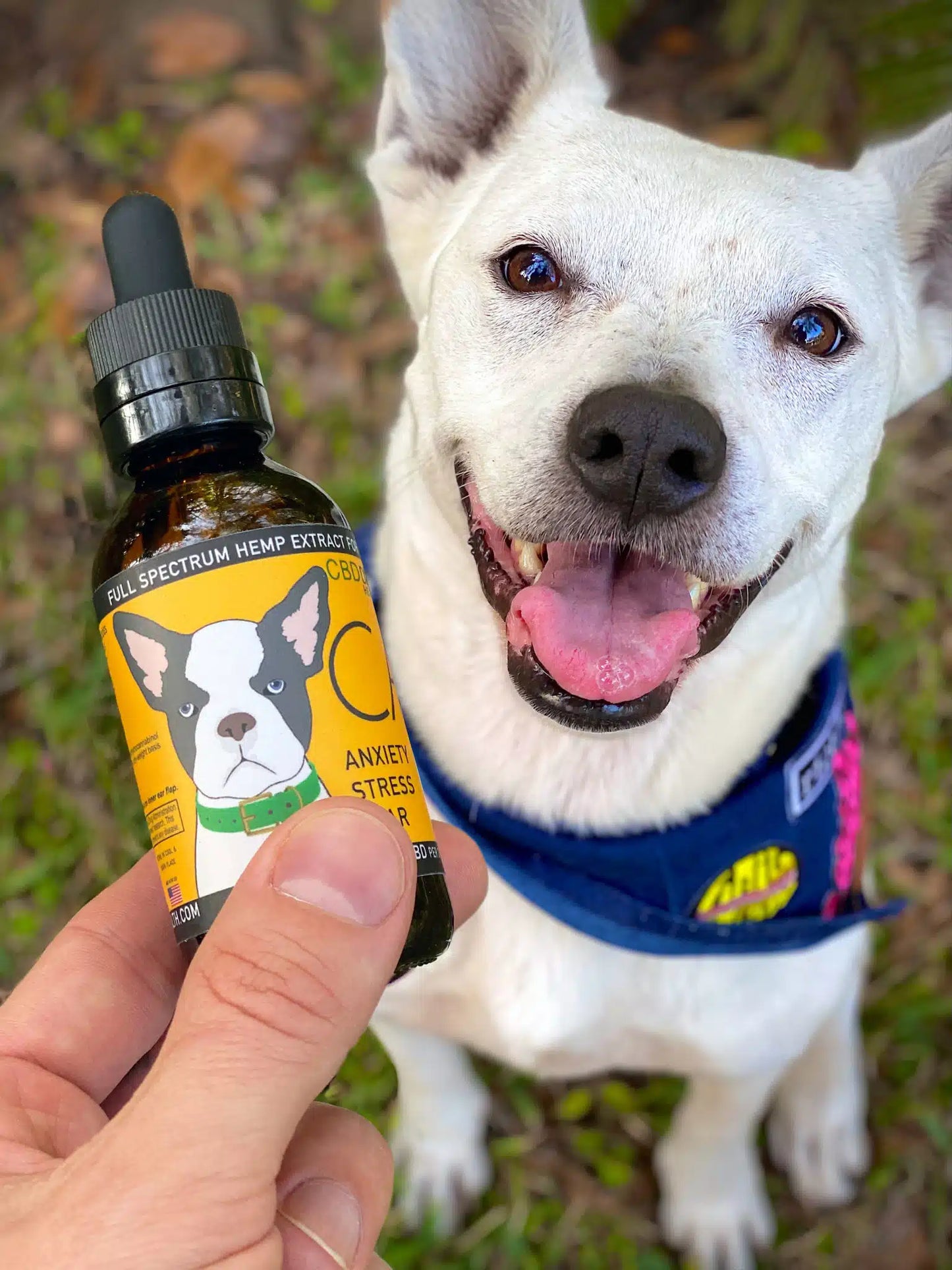 CALM: CBD Oil for Dogs